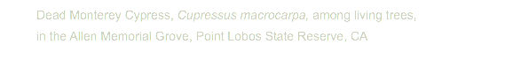  Dead Monterey Cypress, Cupressus macrocarpa, among living trees, in the Allen Memorial Grove, Point Lobos State Reserve, CA