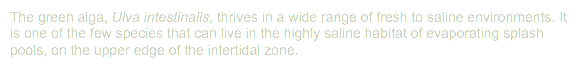 The green alga, Ulva intestinalis, thrives in a wide range of fresh to saline environments. It is one of the few species that can live in the highly saline habitat of evaporating splash pools, on the upper edge of the intertidal zone.
