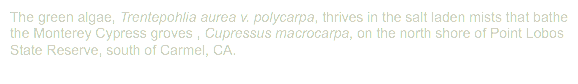The green algae, Trentepohlia aurea v. polycarpa, thrives in the salt laden mists that bathe the Monterey Cypress groves , Cupressus macrocarpa, on the north shore of Point Lobos State Reserve, south of Carmel, CA.