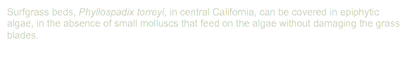Surfgrass beds, Phyllospadix torreyi, in central California, can be covered in epiphytic algae, in the absence of small molluscs that feed on the algae without damaging the grass blades.