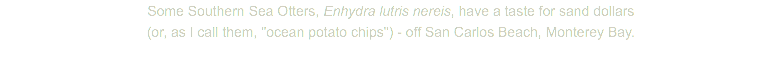 Some Southern Sea Otters, Enhydra lutris nereis, have a taste for sand dollars (or, as I call them, "ocean potato chips") - off San Carlos Beach, Monterey Bay.