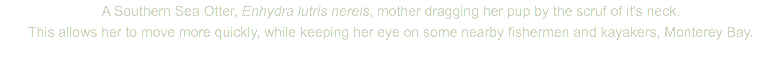 A Southern Sea Otter, Enhydra lutris nereis, mother dragging her pup by the scruf of it's neck. This allows her to move more quickly, while keeping her eye on some nearby fishermen and kayakers, Monterey Bay.