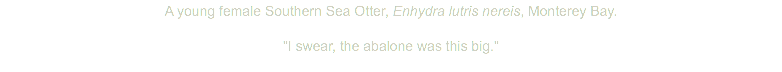 A young female Southern Sea Otter, Enhydra lutris nereis, Monterey Bay. "I swear, the abalone was this big."