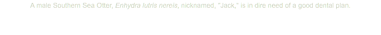A male Southern Sea Otter, Enhydra lutris nereis, nicknamed, "Jack," is in dire need of a good dental plan.