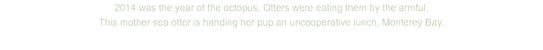 2014 was the year of the octopus. Otters were eating them by the armful. This mother sea otter is handing her pup an uncooperative lunch, Monterey Bay.