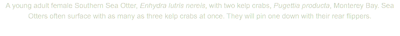 A young adult female Southern Sea Otter, Enhydra lutris nereis, with two kelp crabs, Pugettia producta, Monterey Bay. Sea Otters often surface with as many as three kelp crabs at once. They will pin one down with their rear flippers.