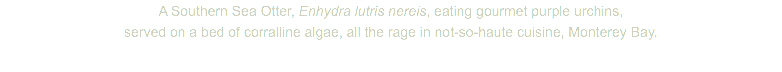 A Southern Sea Otter, Enhydra lutris nereis, eating gourmet purple urchins, served on a bed of corralline algae, all the rage in not-so-haute cuisine, Monterey Bay.