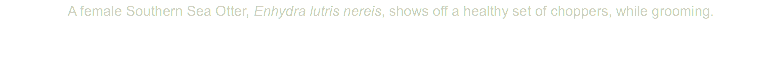 A female Southern Sea Otter, Enhydra lutris nereis, shows off a healthy set of choppers, while grooming.