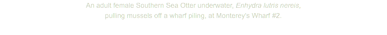 An adult female Southern Sea Otter underwater, Enhydra lutris nereis, pulling mussels off a wharf piling, at Monterey's Wharf #2.